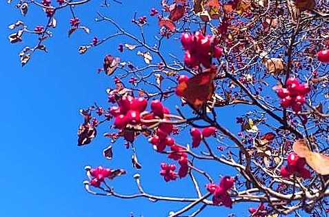 Япония, ноябрь